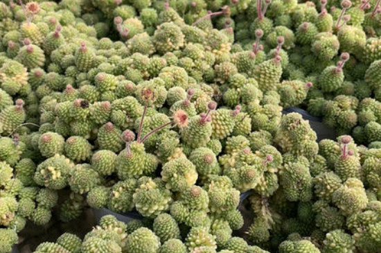 魔男多肉如何养