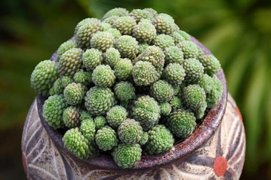 魔男多肉如何养