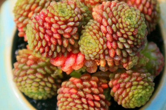 魔男多肉如何养