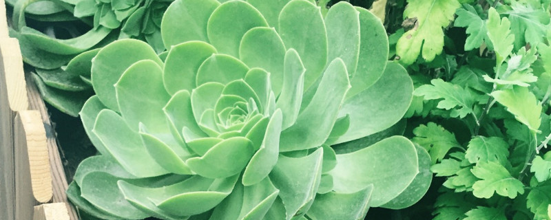 玉龙观音如何养成多头