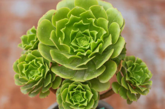 玉龙观音如何养成多头