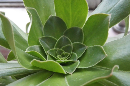 玉龙观音如何养成多头