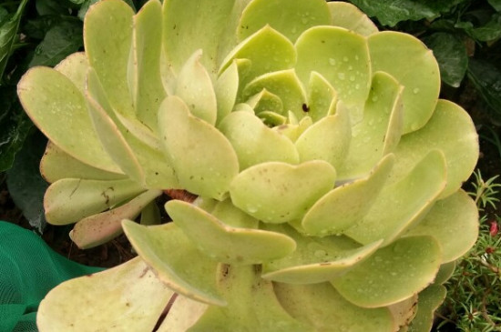 玉龙观音如何养成多头