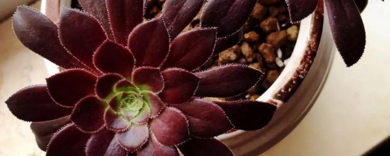 如何让法师长满侧芽