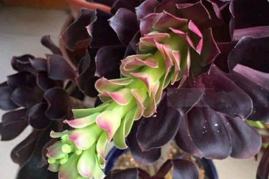 如何让法师长满侧芽