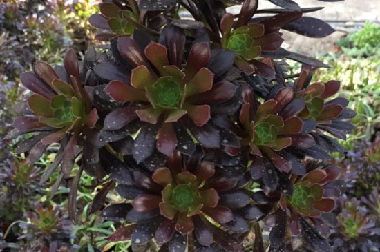 如何让法师长满侧芽