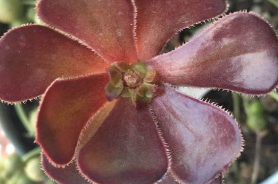 如何让法师长满侧芽