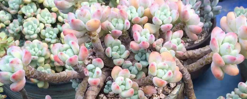 劳尔的养殖办法和留意事项