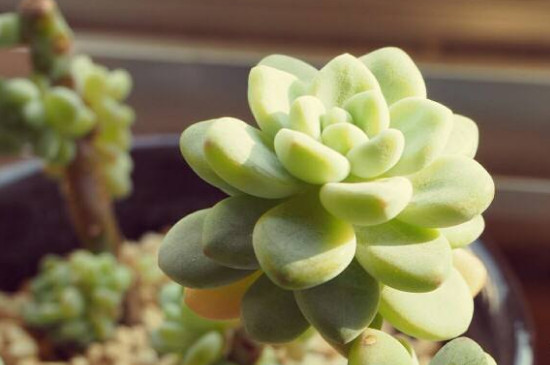 劳尔的养殖办法和留意事项