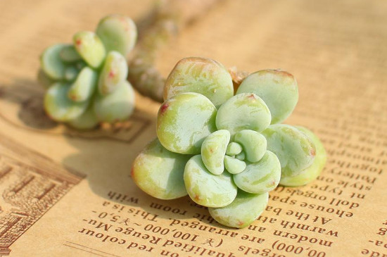 劳尔的养殖办法和留意事项