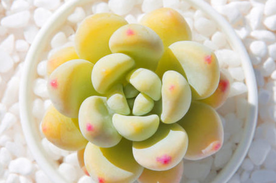 劳尔的养殖办法和留意事项