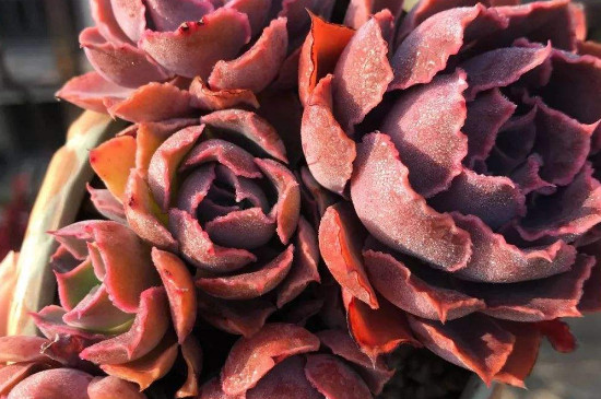 晚霞之舞如何养成多头