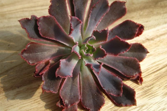 晚霞之舞如何养成多头