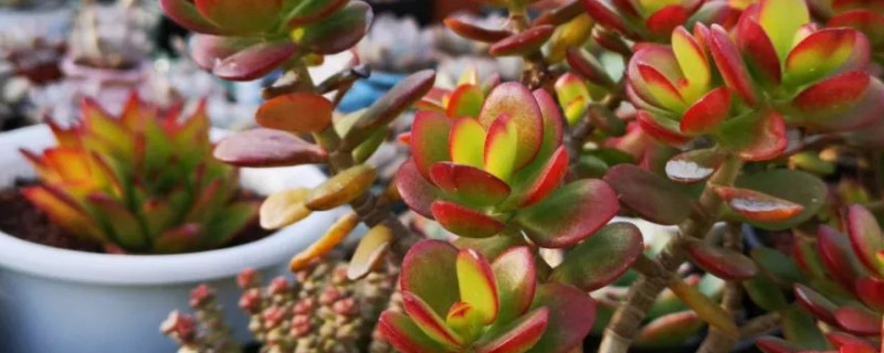 姬红花月的养殖办法和留意事项