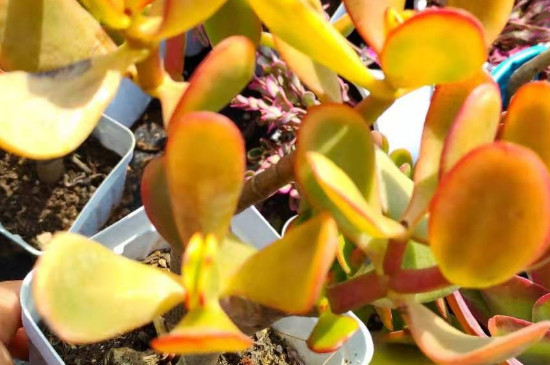 姬红花月的养殖办法和留意事项