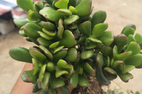 姬红花月的养殖办法和留意事项