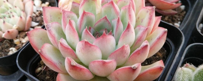 天鹅绒多肉的养殖办法