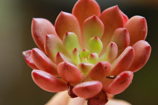 天鹅绒多肉的养殖办法