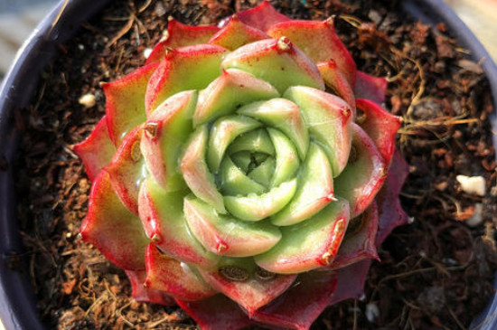 天鹅绒多肉的养殖办法