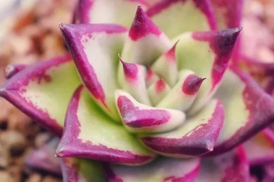 天鹅绒多肉的养殖办法