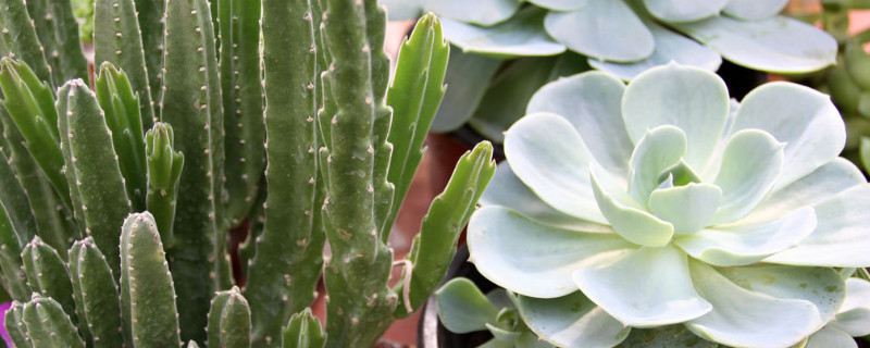 多肉植物有毒吗,可以放在室内吗