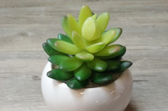 多肉植物有毒吗,可以放在室内吗