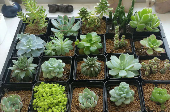 多肉植物有毒吗,可以放在室内吗
