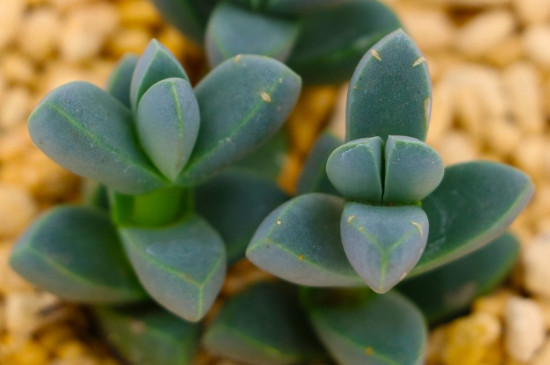 多肉植物有毒吗,可以放在室内吗
