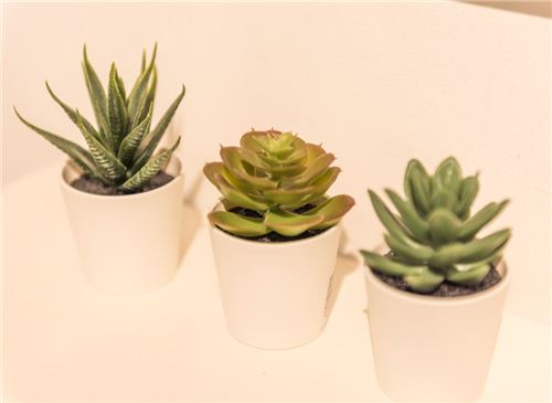 多肉的养殖办法和浇水量