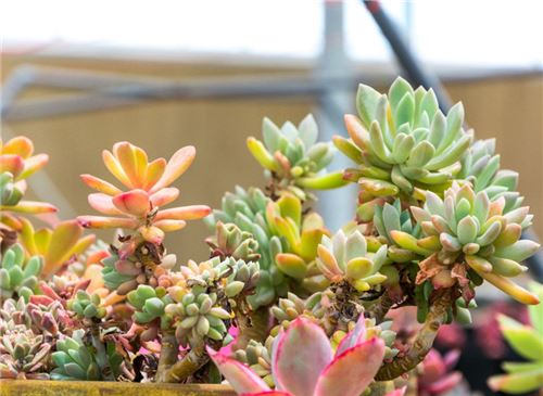 多肉的养殖办法和浇水量