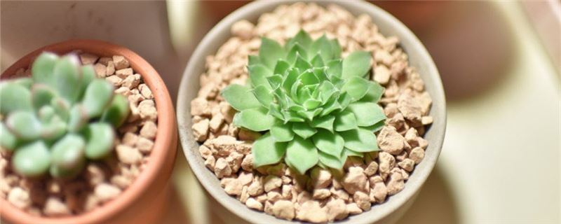 小多肉植物如何养