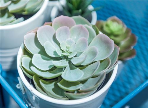 小多肉植物如何养