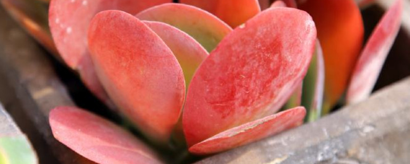 唐印多肉如何让叶片收