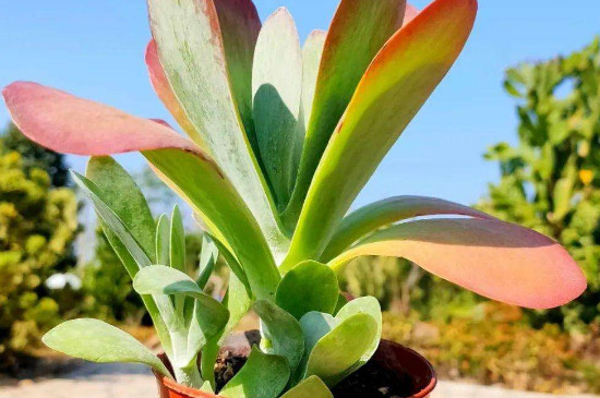 唐印多肉如何让叶片收