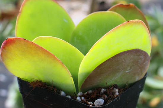 唐印多肉如何让叶片收