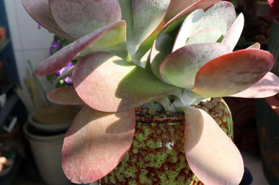 唐印多肉如何让叶片收