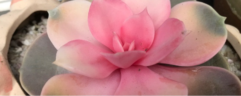 药锦多肉补救办法