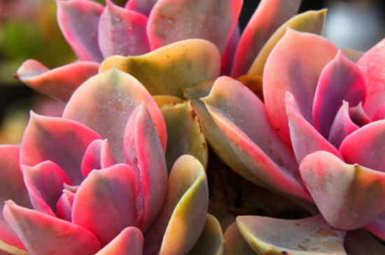 药锦多肉补救办法