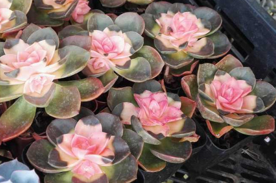 药锦多肉补救办法