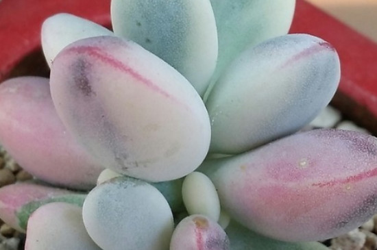 药锦多肉补救办法