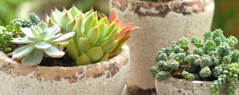 肉多多植物冬季如何养