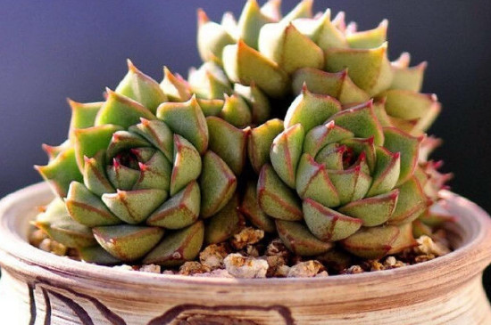 肉多多植物冬季如何养