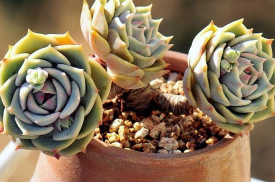 肉多多植物冬季如何养