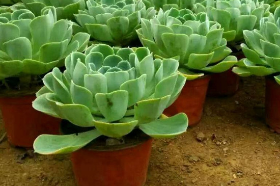 肉多多植物冬季如何养