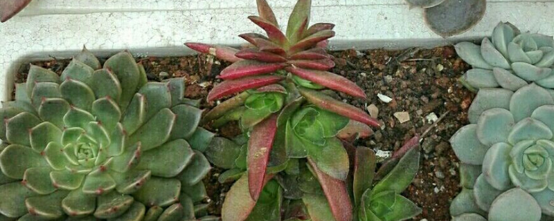 冬季多肉连盆放泡沫箱