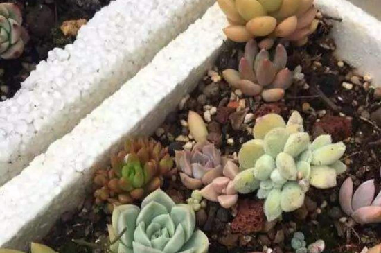 冬季多肉连盆放泡沫箱