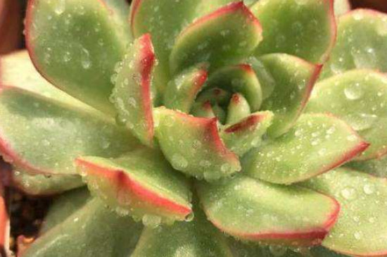 冬季多肉连盆放泡沫箱