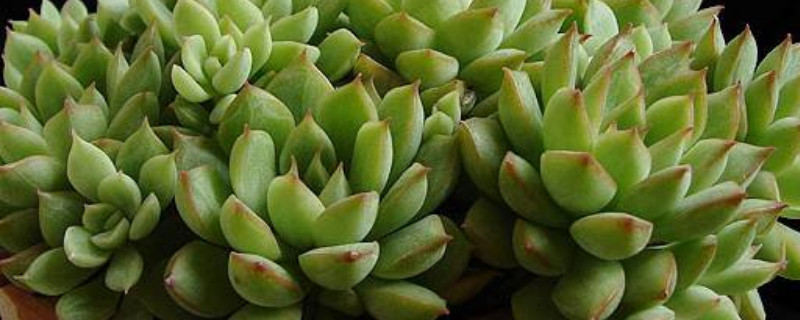 女雏多肉植物如何养