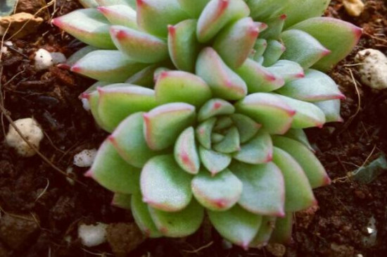 女雏多肉植物如何养