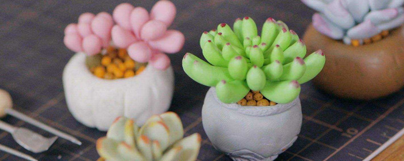 多肉如何养的又肥又胖